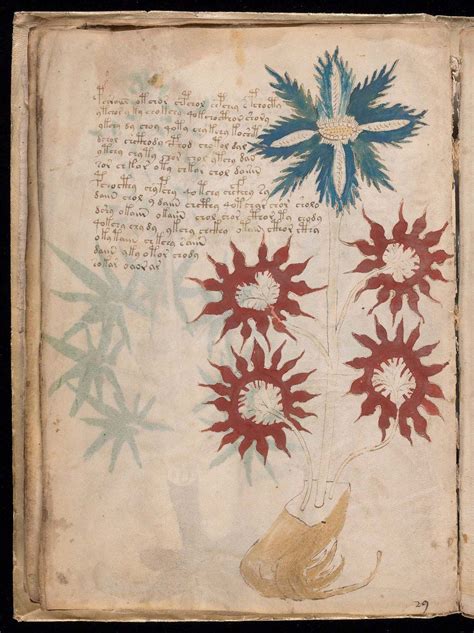 Voynich manuscript .